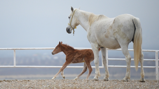 Şampiyon adayı taylar dünyaya gözlerini açıyor